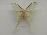 藏品(長尾水青蛾)的圖片